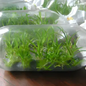 Vani đỏ cấy mô