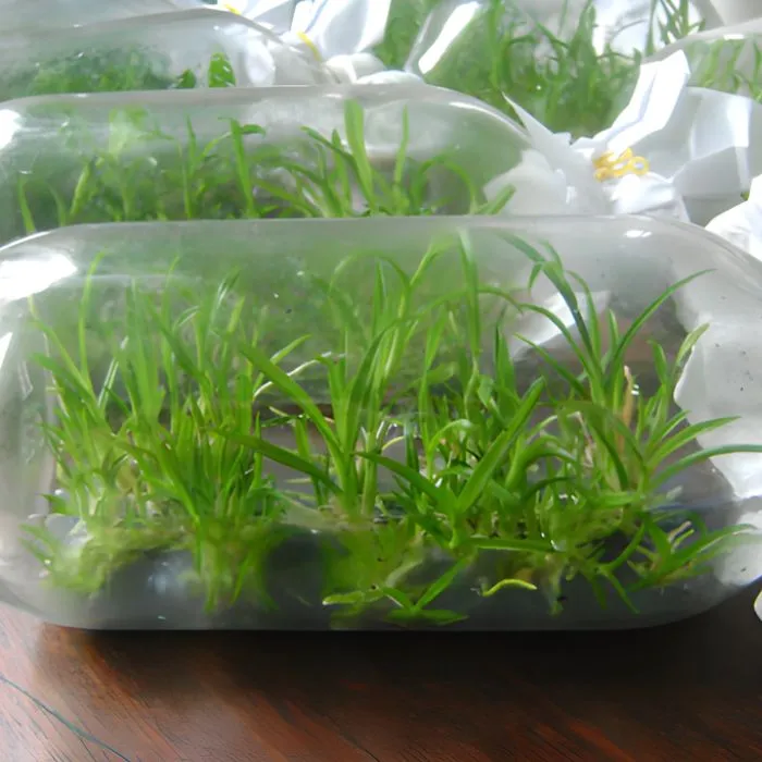 Vani Đỏ Cấy Mô