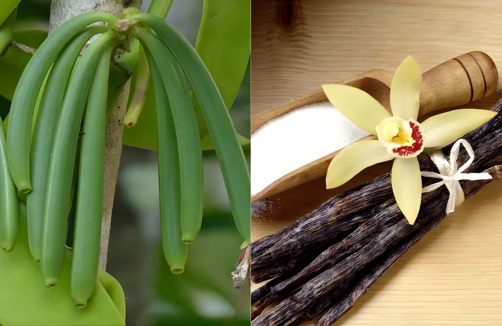 Hướng dẫn trồng và chăm sóc Vani đỏ cấy mô