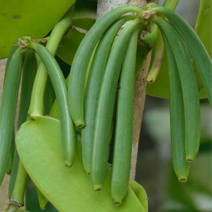 Vani Đỏ Cấy Mô