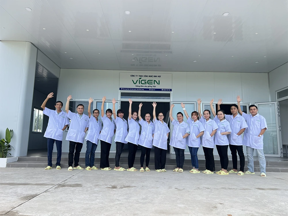 ViGen – Đơn vị tiên phong trong sản xuất và phân phối cây giống chuối cấy mô sạch bệnh, đạt chuẩn chất lượng cao