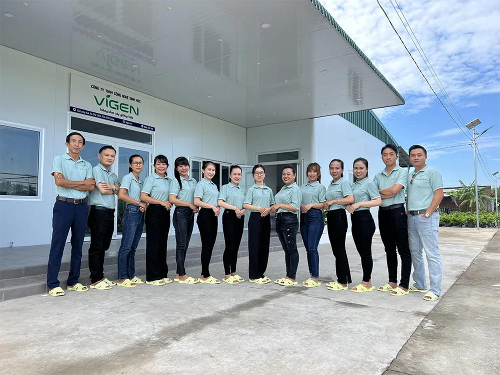 ViGen – Đơn vị tiên phong cung cấp giống chuối tiêu hồng cấy mô sạch bệnh, khỏe mạnh và ổn định di truyền