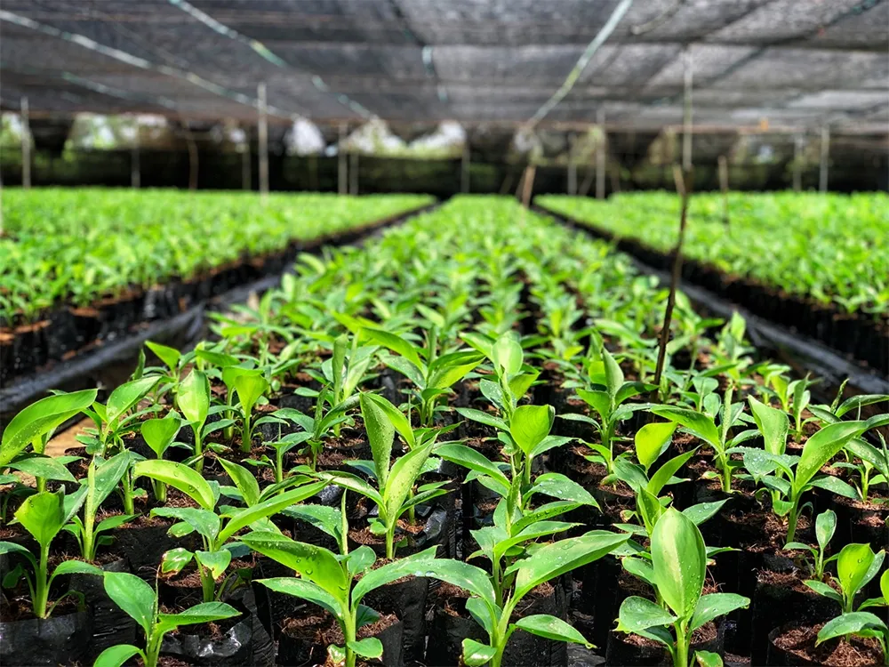 Khu nhà lưới được thiết kế hiện đại, giúp cây giống chuối cấy mô phát triển đồng đều trong môi trường an toàn và vô trùng