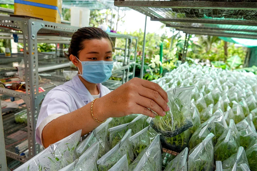 Phát hiện sớm nhiễm khuẩn trong quá trình nuôi cấy chuối cấy mô giúp bảo vệ lô mẫu và duy trì năng suất ổn định