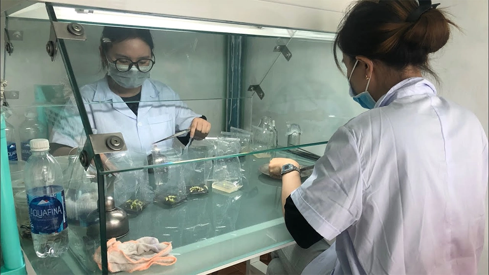 Kỹ thuật viên rửa và khử trùng chồi ngọn chuối tiêu hồng bằng cồn 70% và NaOCl trong tủ cấy vô trùng