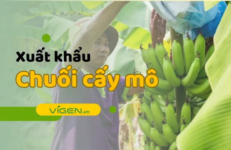 Xuất khẩu chuối cấy mô – Tương lai vàng của nông sản xuất khẩu Việt Nam