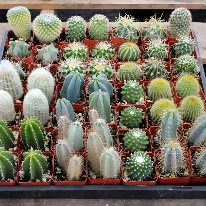 Xương rồng cấy mô