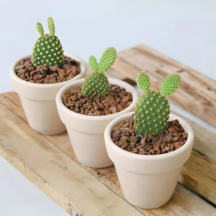 Xương Rồng Cấy Mô