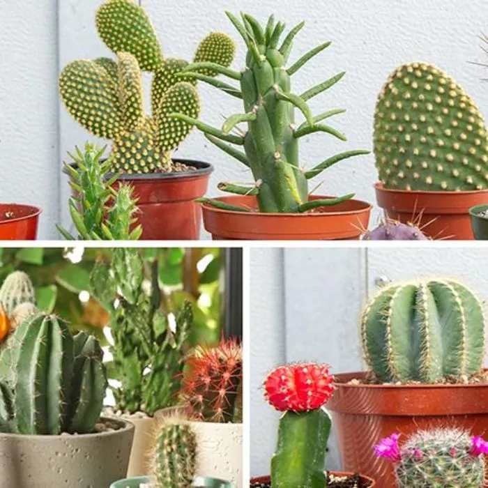 Xương rồng cấy mô