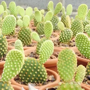 Xương rồng cấy mô