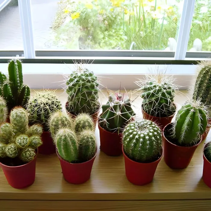 Xương rồng cấy mô tại Vigen