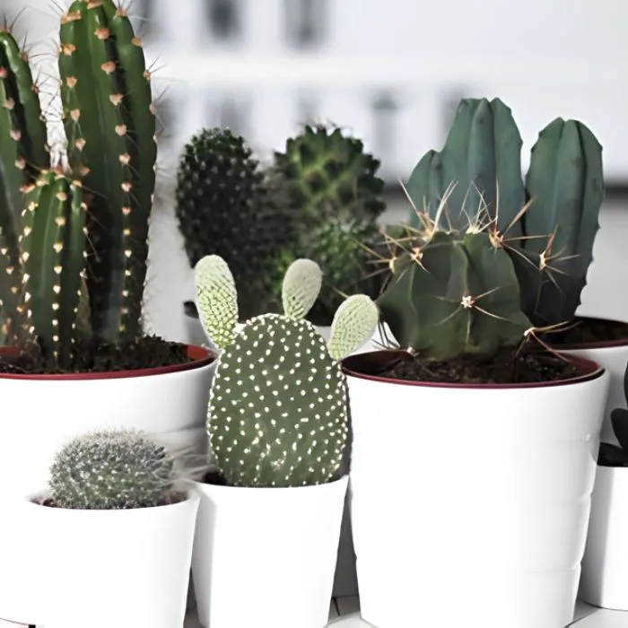 Xương rồng cấy mô tại Vigen