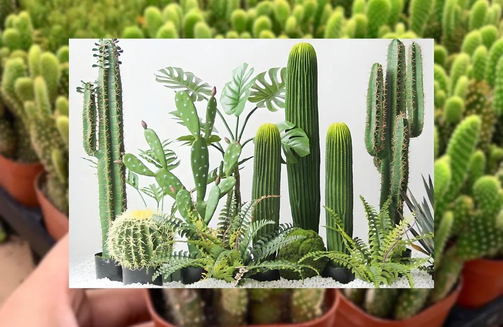 Xương rồng cấy mô