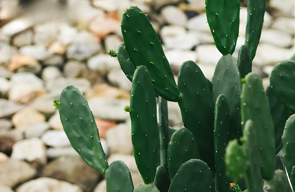 Kỹ thuật trồng và chăm sóc xương rồng cấy mô