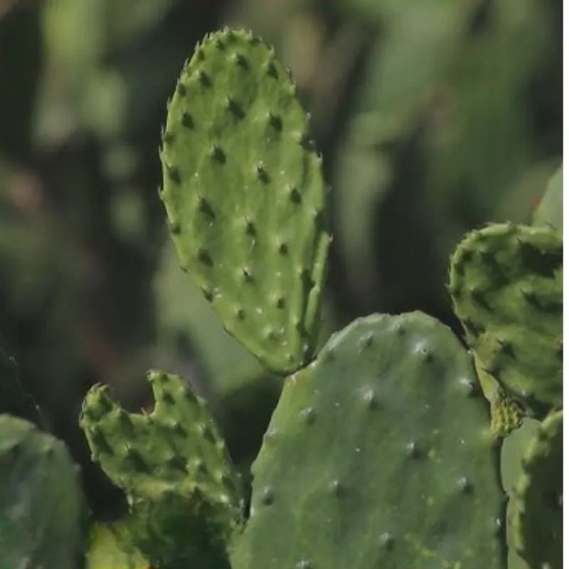 Xương rồng Mexico cấy mô