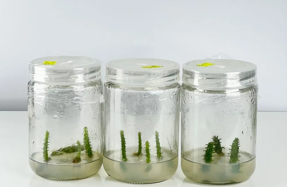 Xương rồng Mexico cấy mô