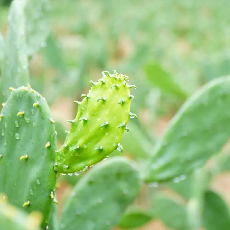 Xương rồng Mexico cấy mô