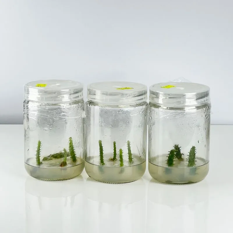 Xương rồng Mexico cấy mô tại Vigen