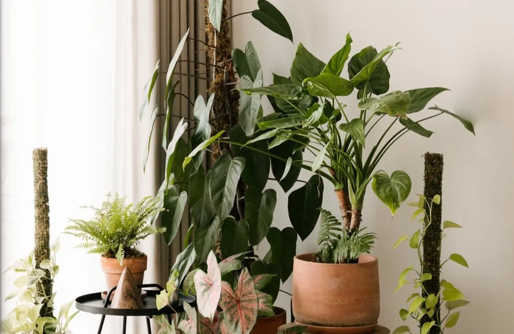 Biểu tượng năng lượng xanh kiểng lá trong phong thủy