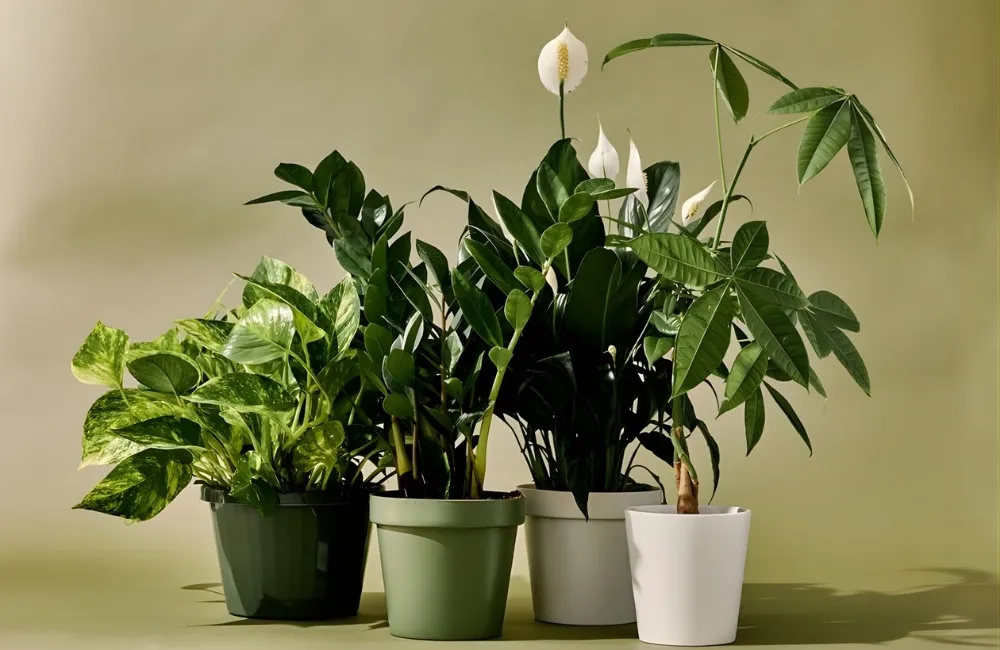 Ý nghĩa tâm linh của từng loại kiểng lá