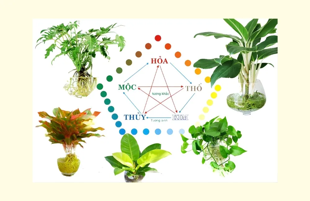 Chọn kiểng lá theo mệnh ngũ hành