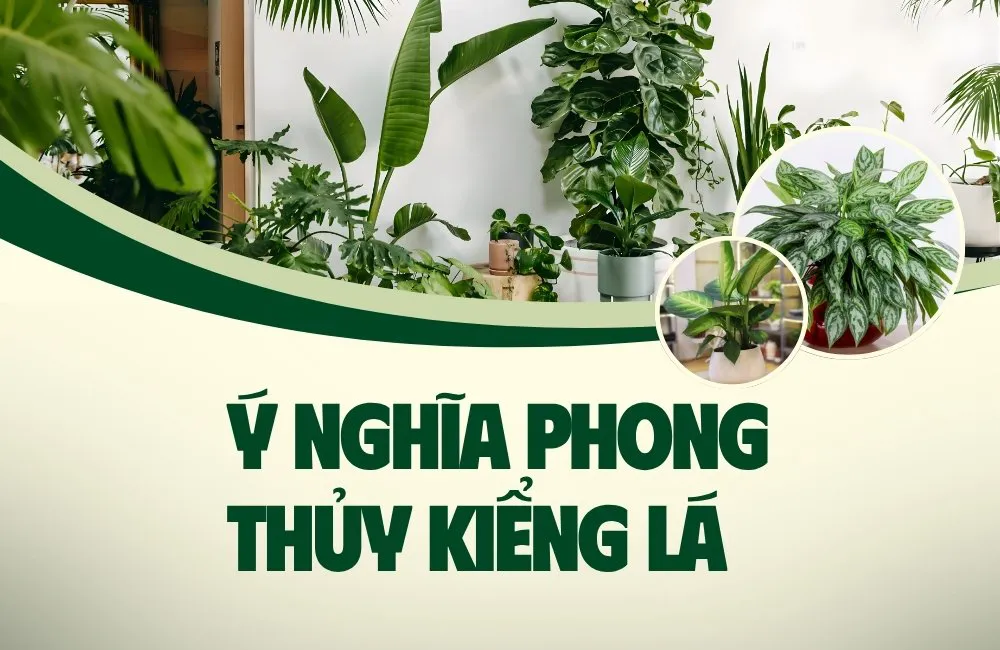 Ý nghĩa phong thuỷ kiểng lá