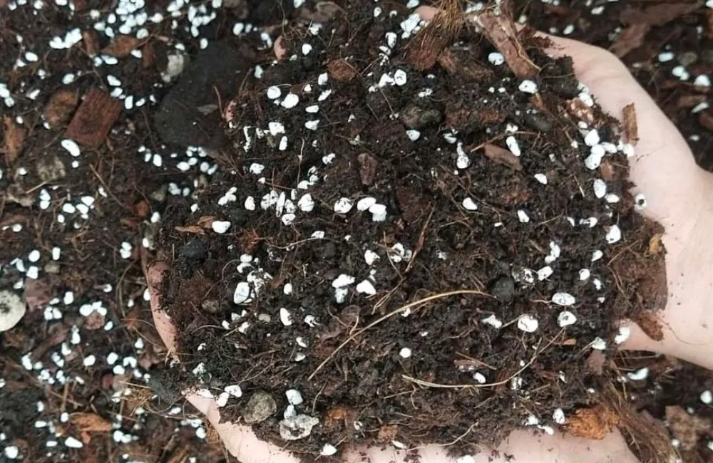 Hỗn hợp giá thể xơ dừa – vỏ thông – perlite.