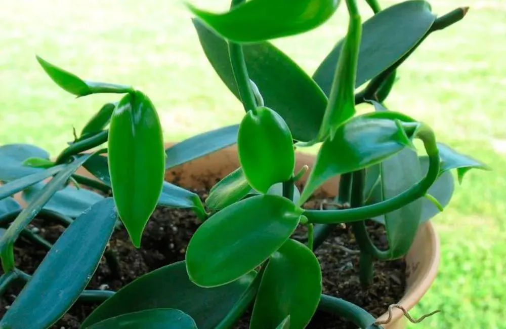 Lá cây vani đỏ cấy mô màu xanh bóng, phiến lá dày và mọc so le trên thân.