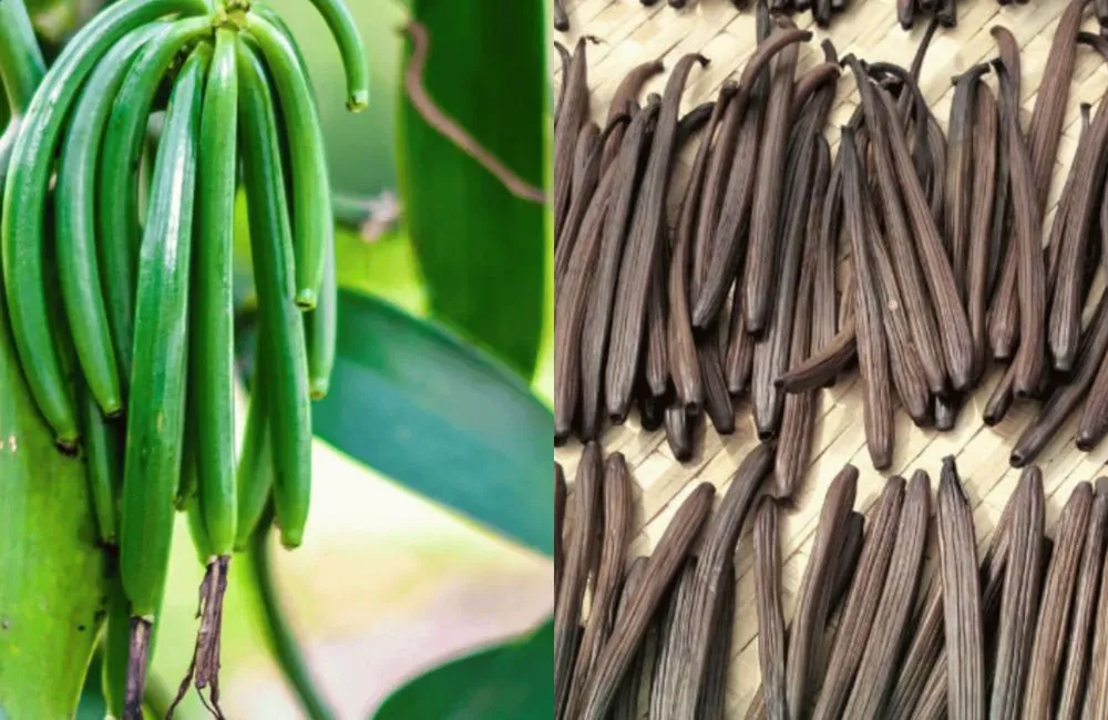 Quả vani đỏ – giai đoạn non và giai đoạn chín