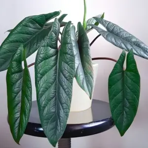 Scalprum cấy mô
