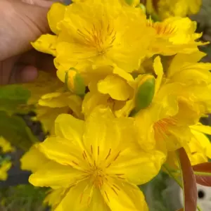 Siêu bông Bình Đức cấy mô