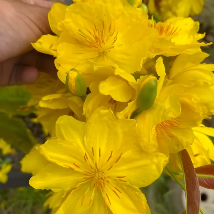 Siêu Bông Bình Đức Cấy Mô