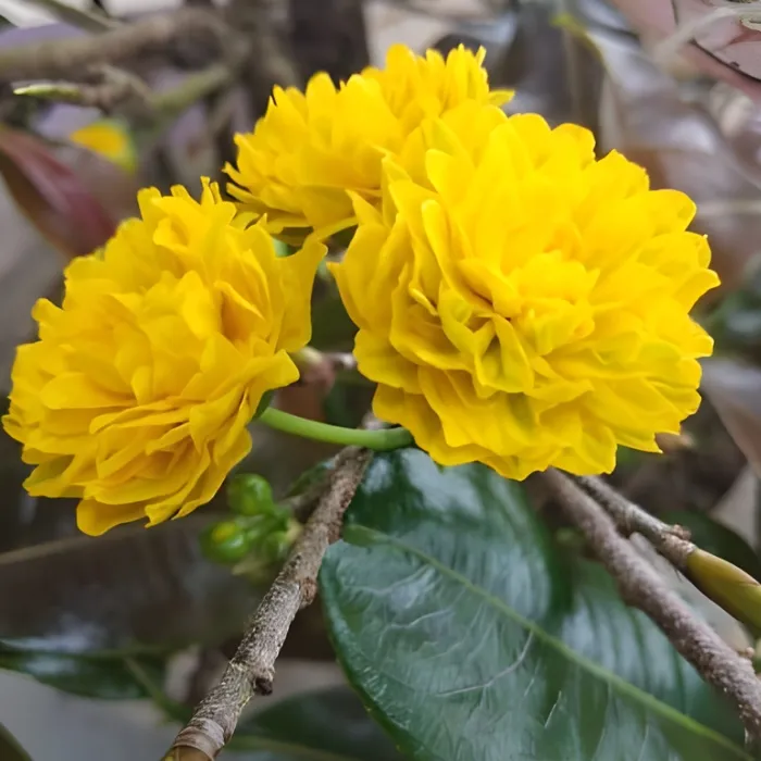 Siêu Bông Bình Đức Cấy Mô