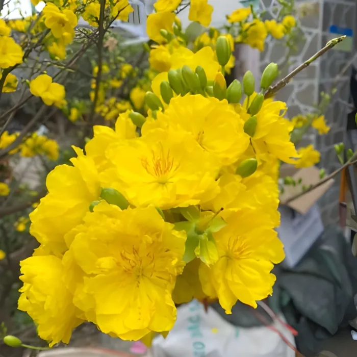 Mai siêu bông Bình Đức