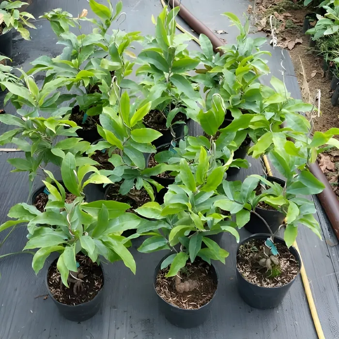 Cây giống siêu bông Bình Đức cấy mô