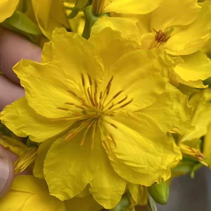 Mai siêu bông Bình Đức cấy mô