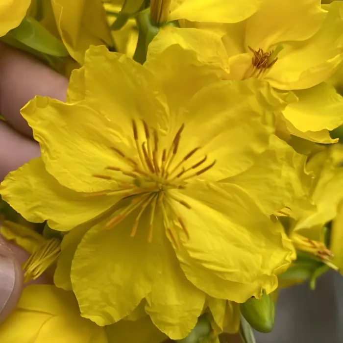 Mai siêu bông Bình Đức cấy mô