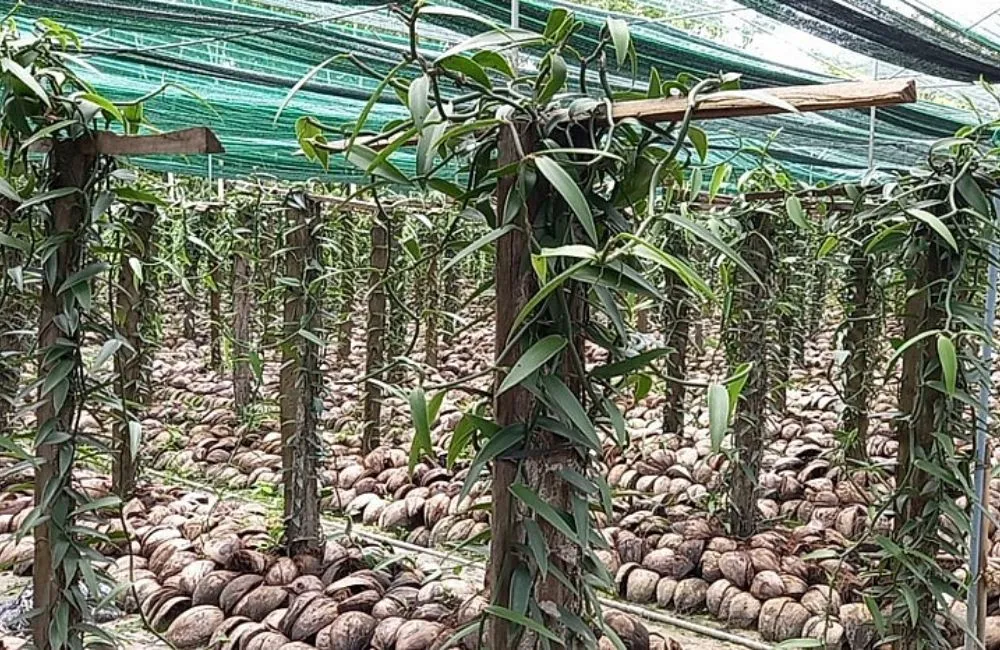 Trồng cây vani đỏ theo hình thức đại trà