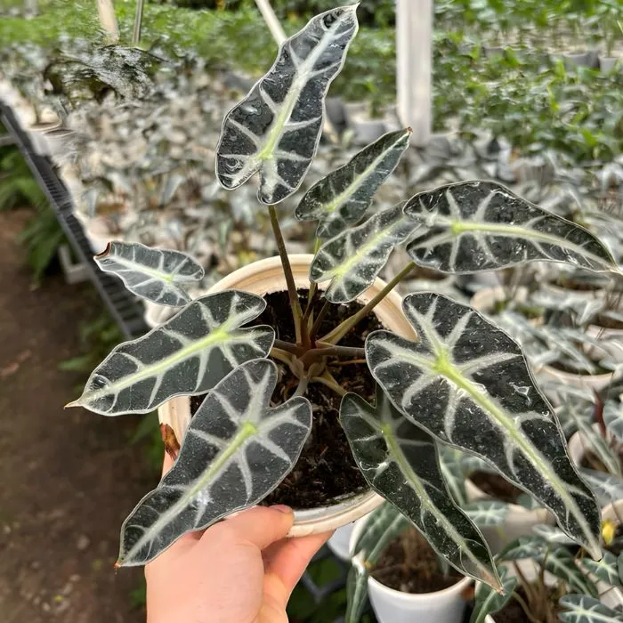 Bambino cấy mô tại Vigen