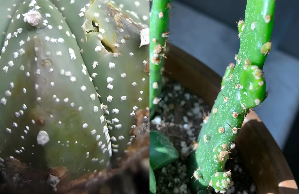 Xương rồng bị đốm trắng, nấm mốc