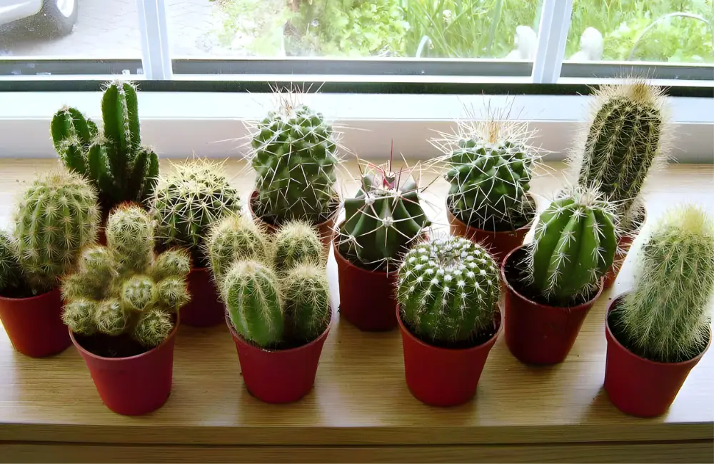 Những cách phòng bệnh hiệu quả cho cây xương rồng