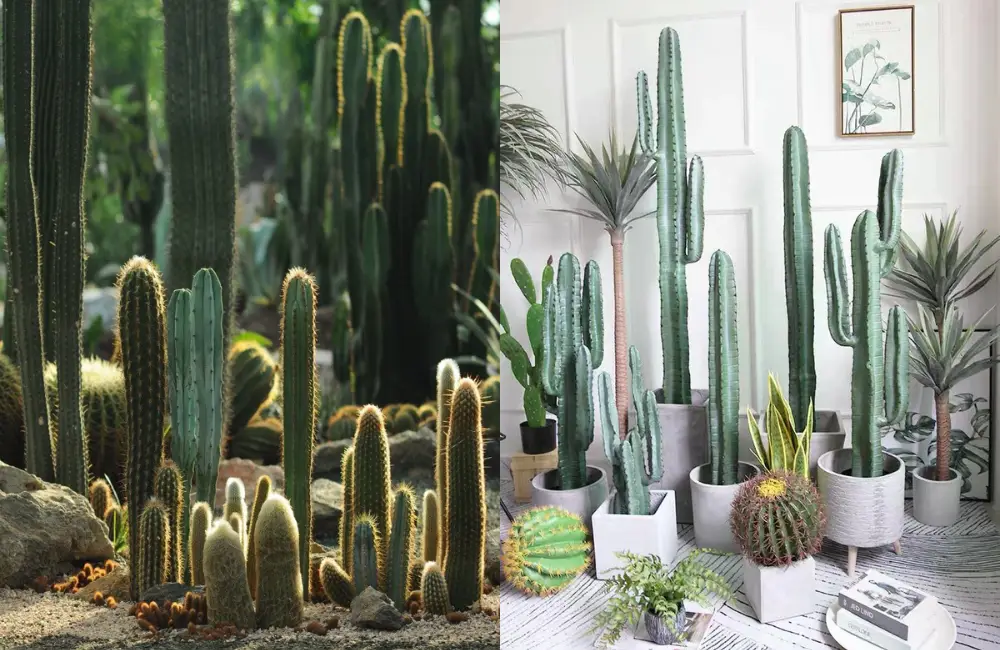 Cách hồi phục xương rồng yếu