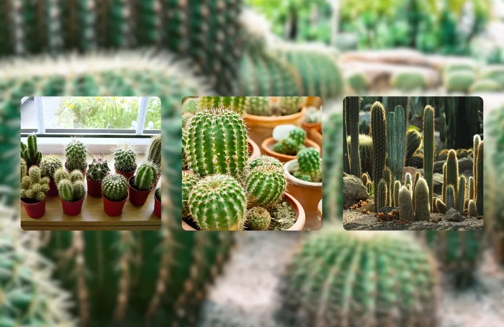 bệnh trên cây xương rồng