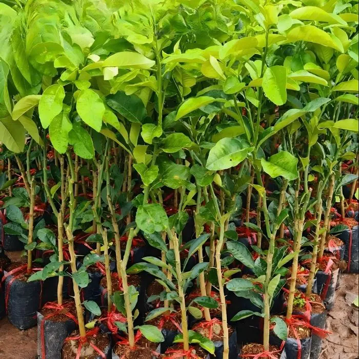 Bưởi Da Xanh Ghép