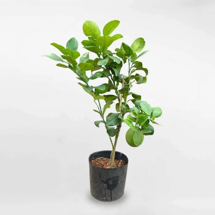 Bưởi Da Xanh Ghép