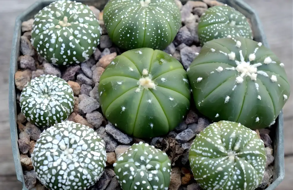 Xương rồng Astrophytum