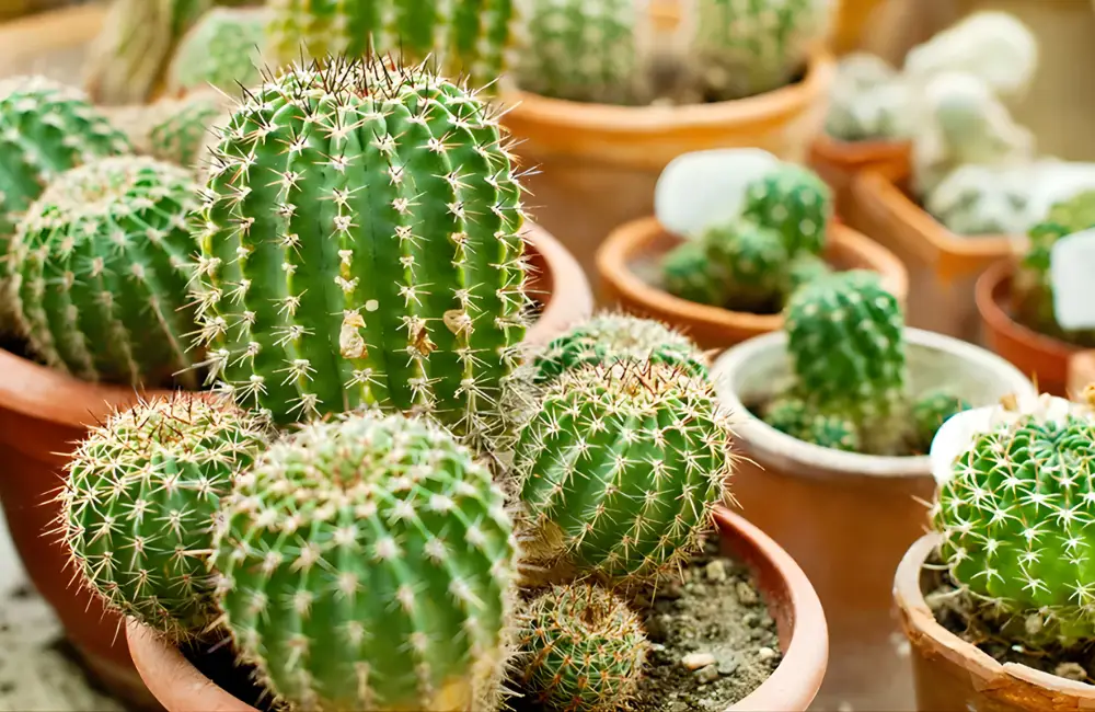 Những giống xương rồng nào dễ trồng cho người mới?