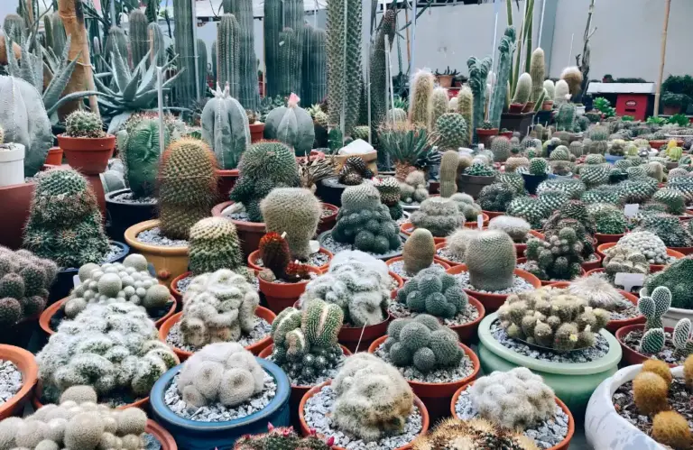 Top các giống xương rồng cấy mô phổ biến, dễ trồng nhất 2026