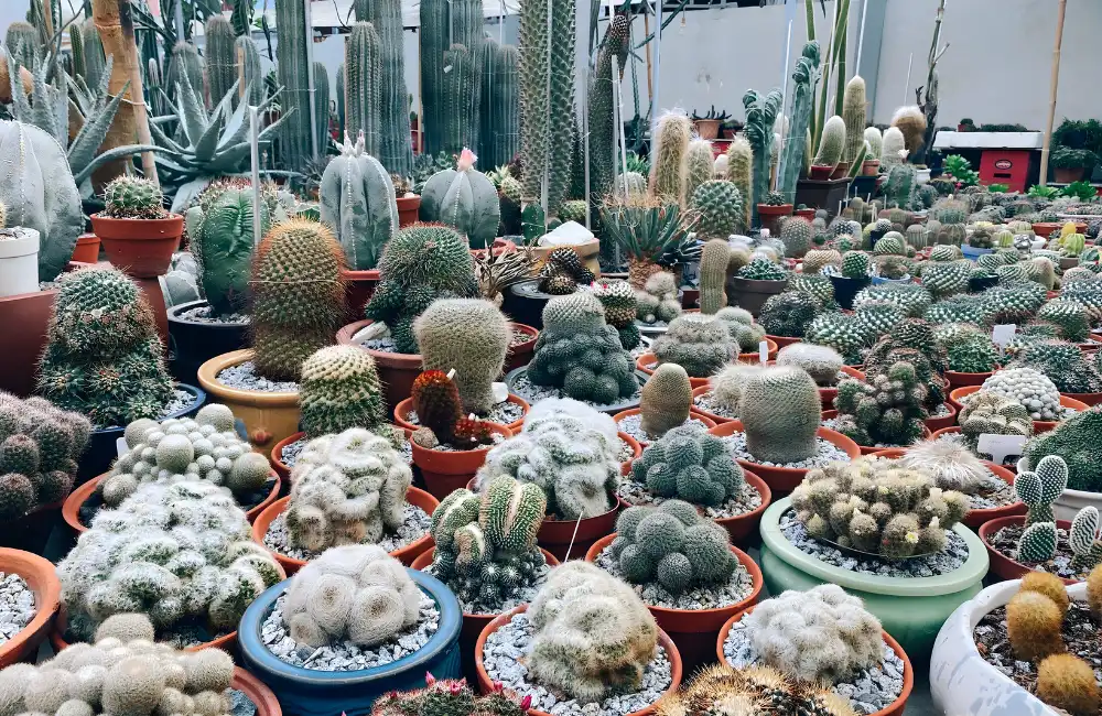 các giống xương rồng cấy mô