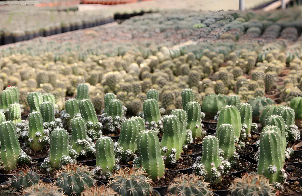 Chọn cây giống xương rồng khỏe